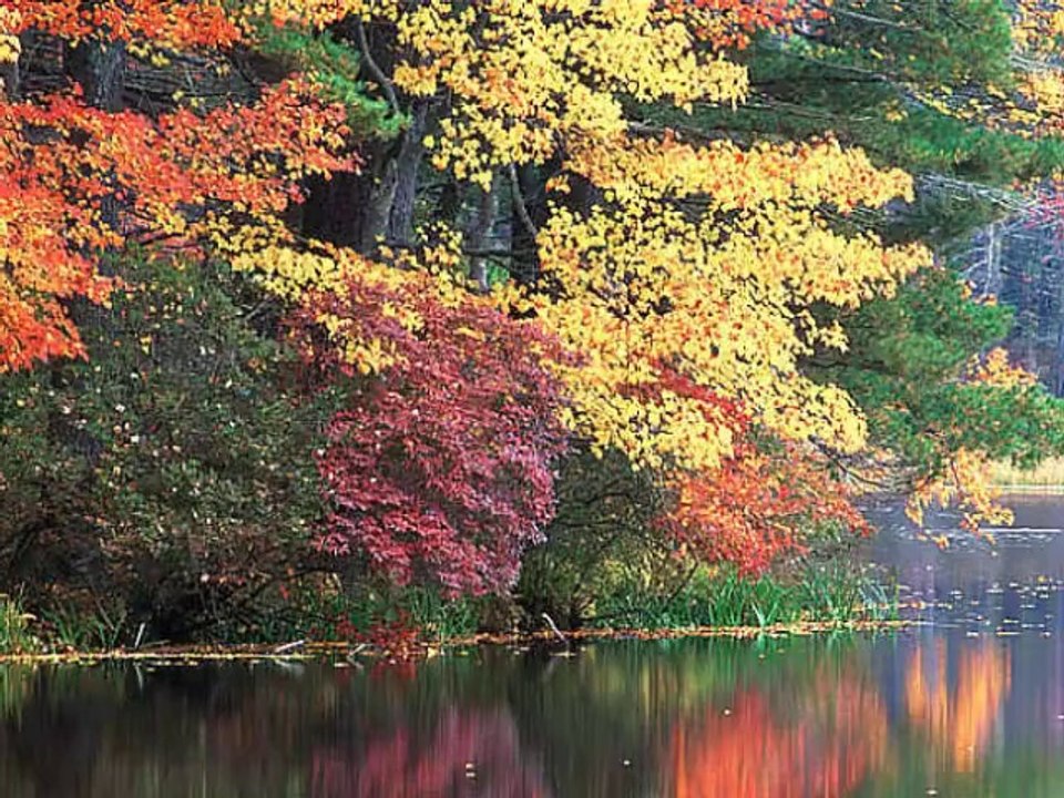 Yüreğim Derinden Kanıyor-Şiir Yorum Arif Kara