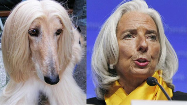 Nicolas Domenach, animaux et humanité : le deux poids deux mesures - Christiane Taubira & Christine Lagarde