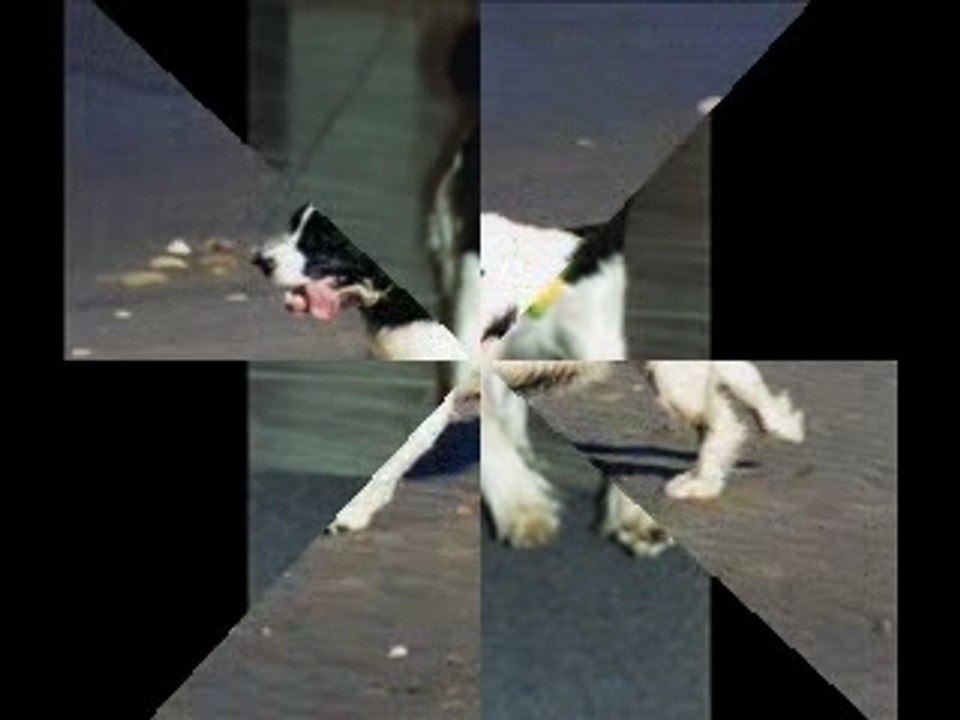 Cute and Funny Dog Pictures!  Wisdom