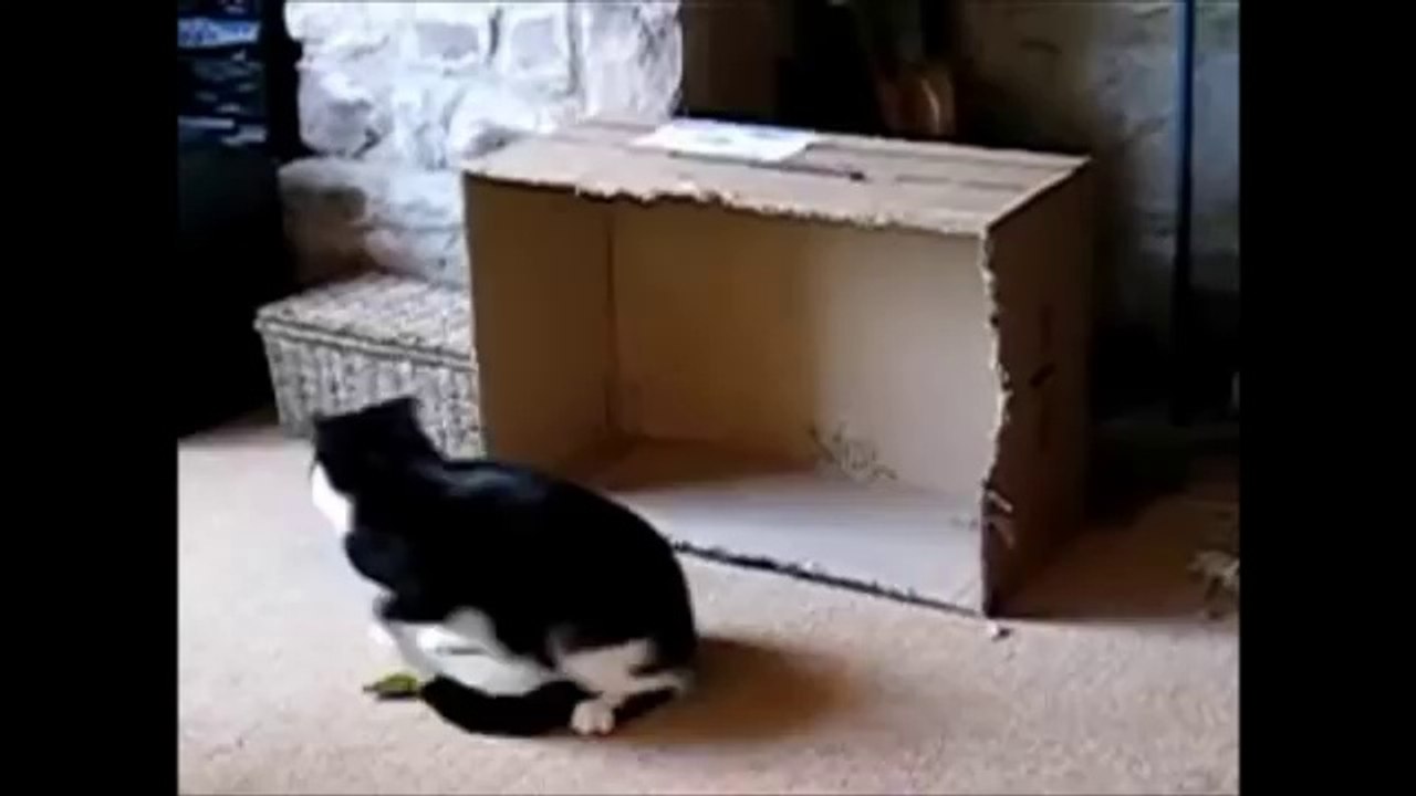 A CRAZY CAT TAIL