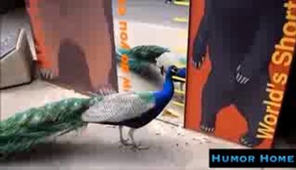 Animal Humour Compilation