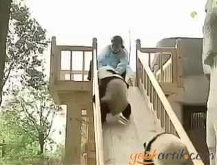 Kaydıraktaki sevimli pandalar.