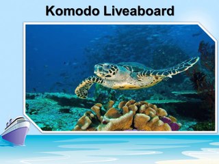 Liveaboard  Diving Destination