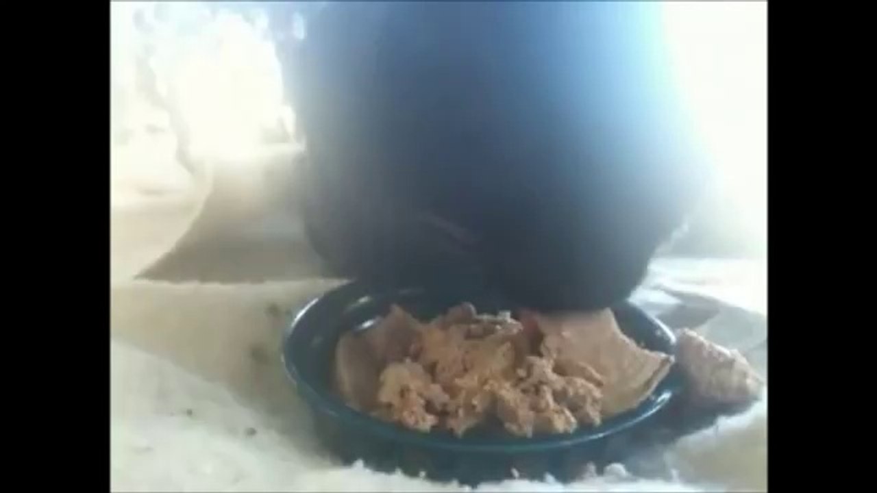 KUNG FU CATS