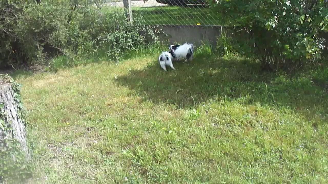 M4H04849 jEANNETTE , SON COPAIN IKEO,SA MAMAN EGLANTINE