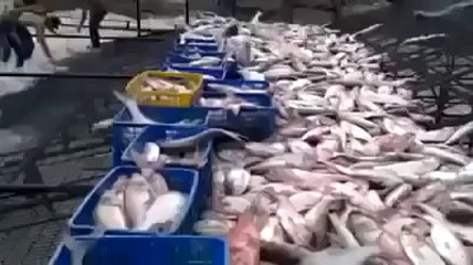 Rain Of Fishes