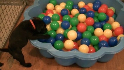 41ème vidéo de la 15ème portée staffie de Staffordland