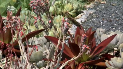 Ciudad de México lucha contra el smog |