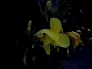 Oenothera L. Ezan Çiçeği (Oenothera) Yetiştiriciliği Ezan Okununca Açan Çiçek