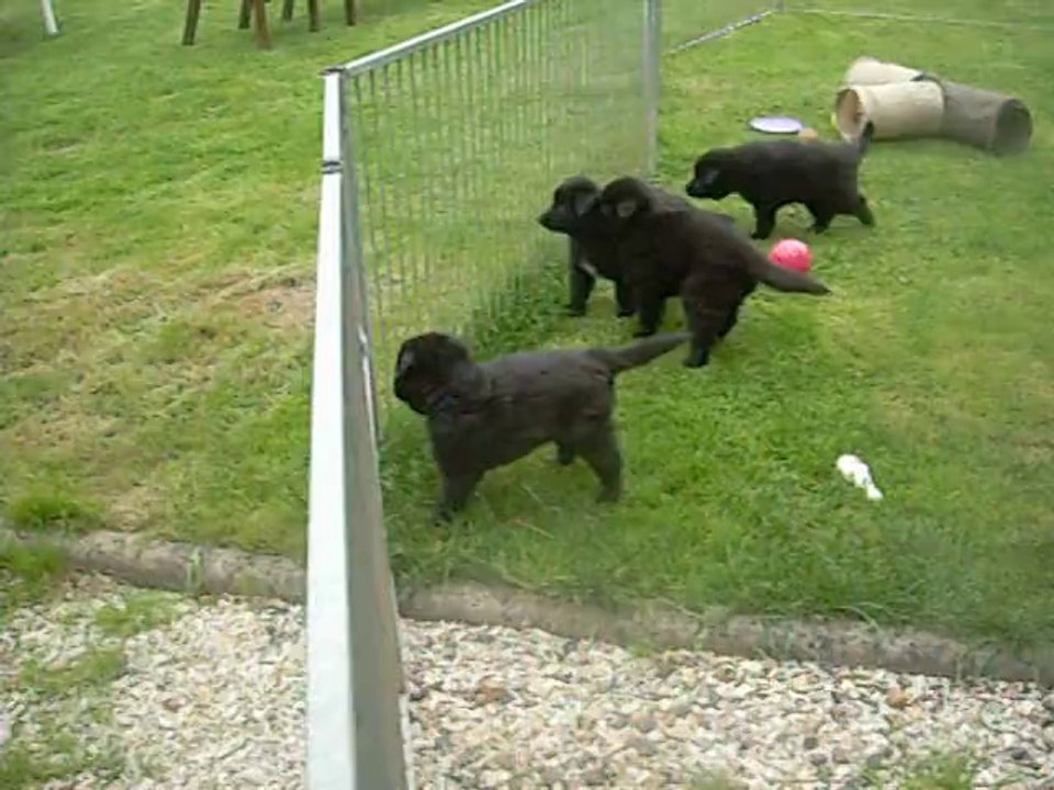 15 juillet 2014 (6) : 5.5 semaines