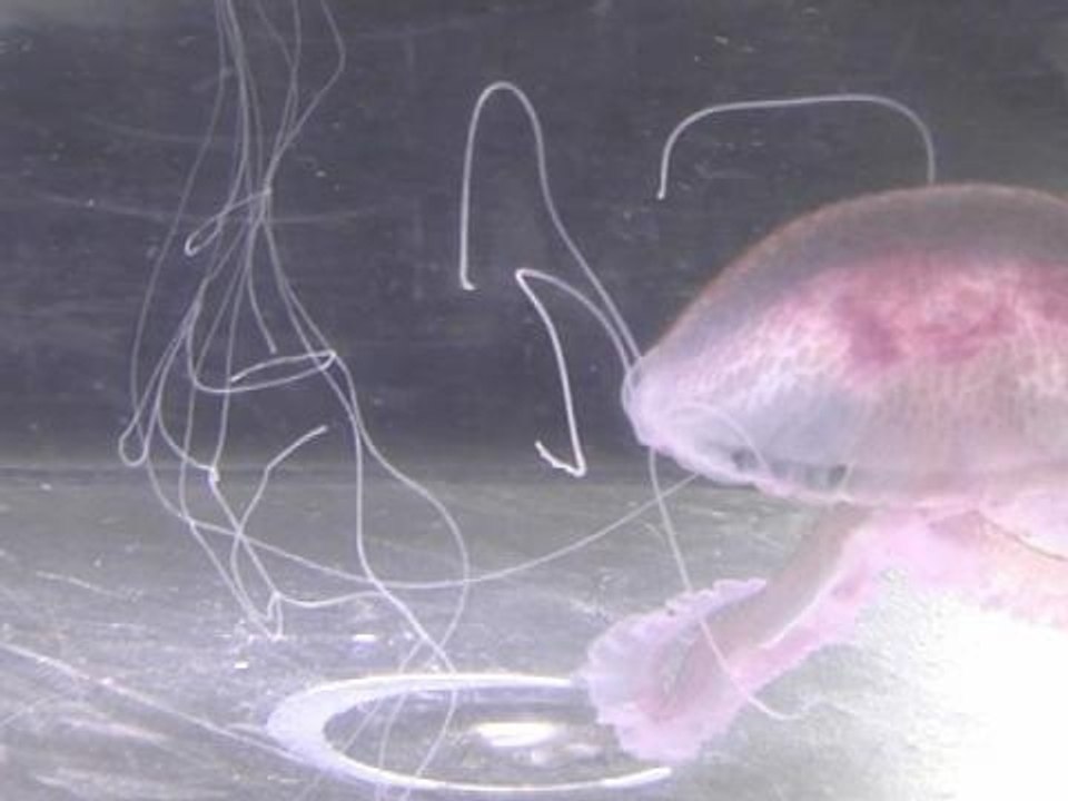 Antibes: des filets installés pour lutter contre les méduses - 16/07