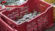 Belpasso (CT) - Più di mille le piante sequestrate. Due arresti (15.07.14)