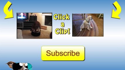 Persistant Dog Finds Victory