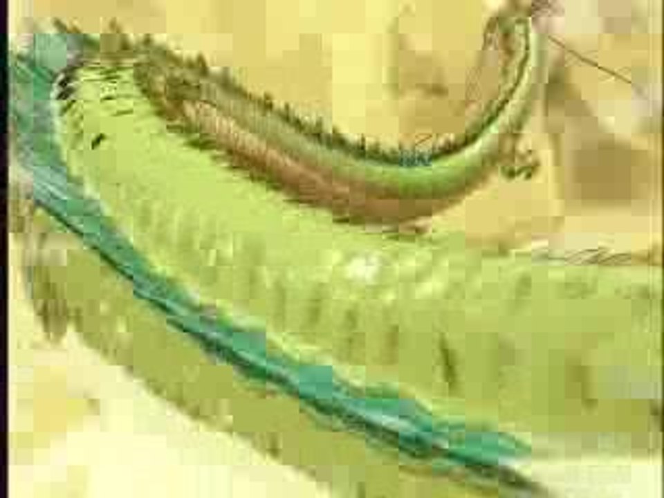 compil tenkaichi