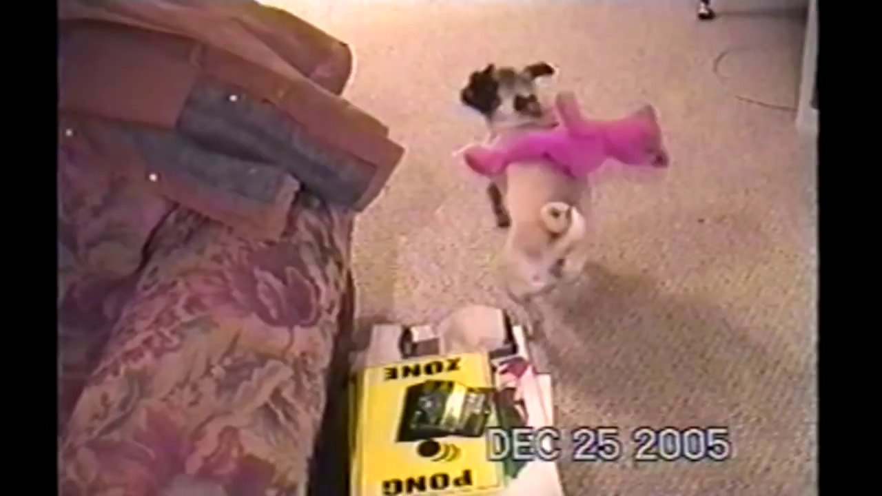 Rodeo Pug