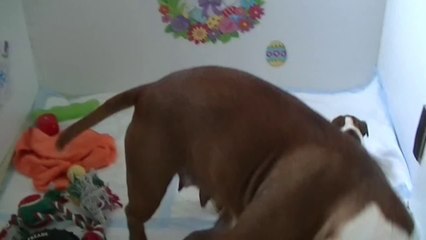 39ème vidéo de la 16ème portée staffie de Staffordland