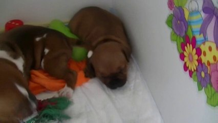 40ème vidéo de la 16ème portée staffie de Staffordland