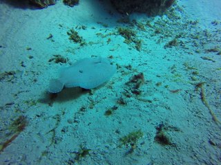 One-eyed Flounder Swimming in Circles
