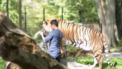 Magic Trick With A Tiger - CARD TRICK WITH A TIGER