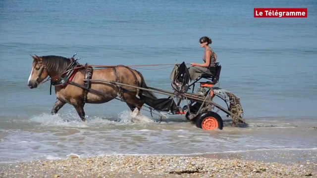 Plouhinec (56). Une jument pour nettoyer les plages