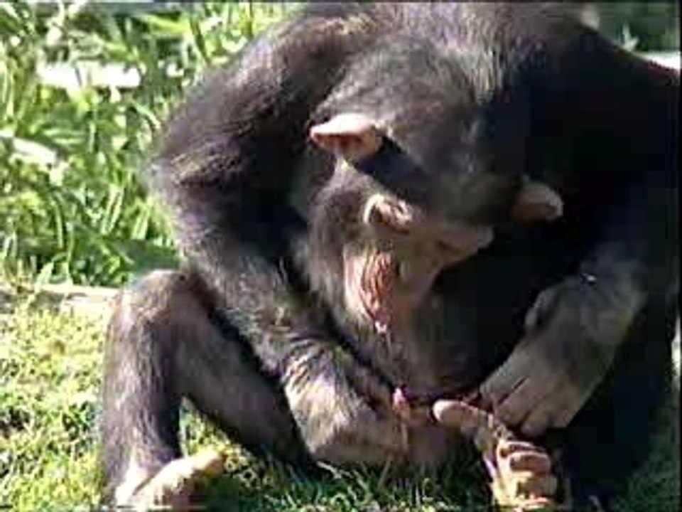 Singe qui pisse