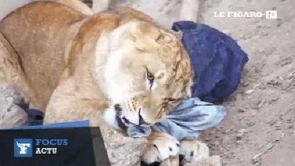 Des jeans déchiquetés par des tigres du Bengale vendus aux enchères