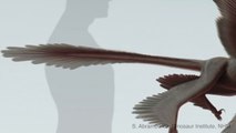 Scientists Discover Largest 'Four-Winged' Dinosaur