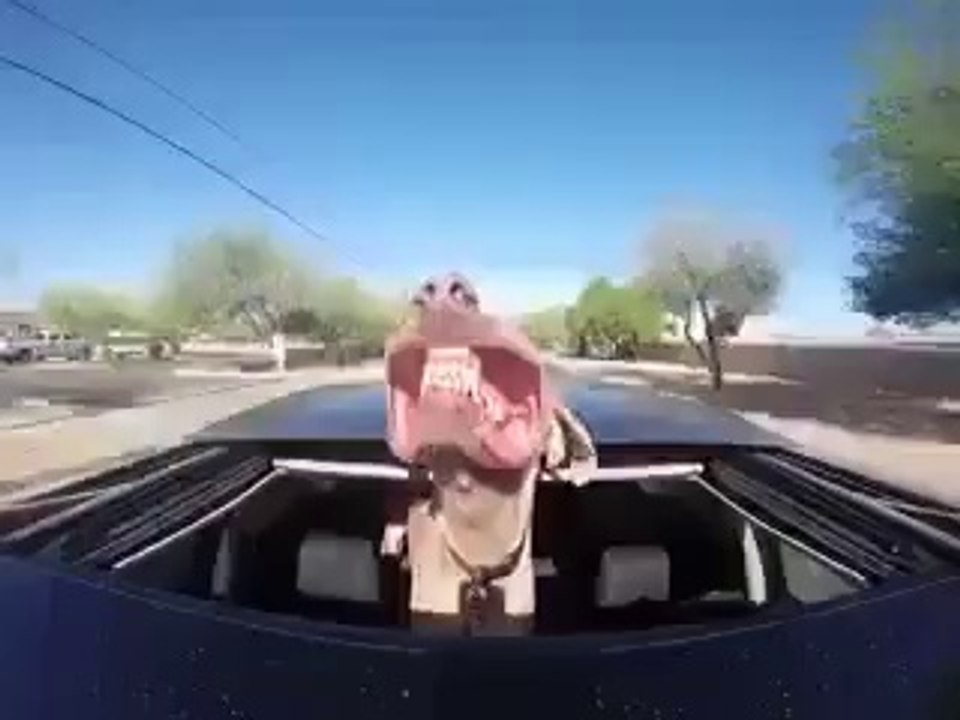 LOL this dogs face is priceless!