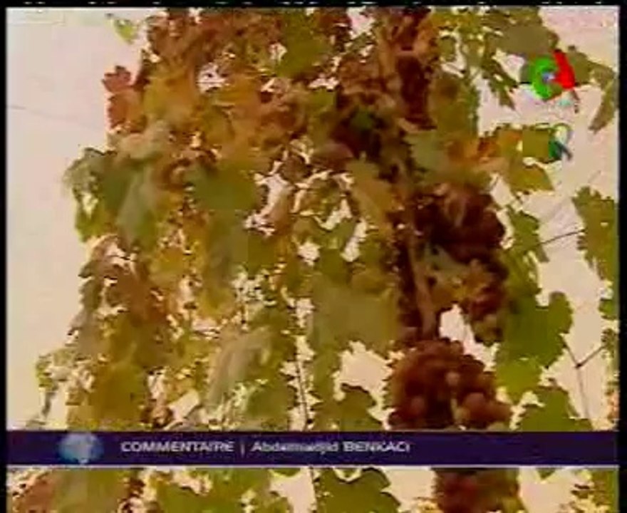 Algerie,El Oued,pole agricole