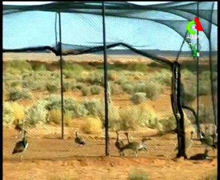 Algerie,El Bayadh,nvelle lachée d'outardes (habbar)