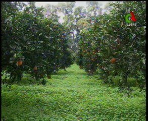 algerie,Chlef,agrumes