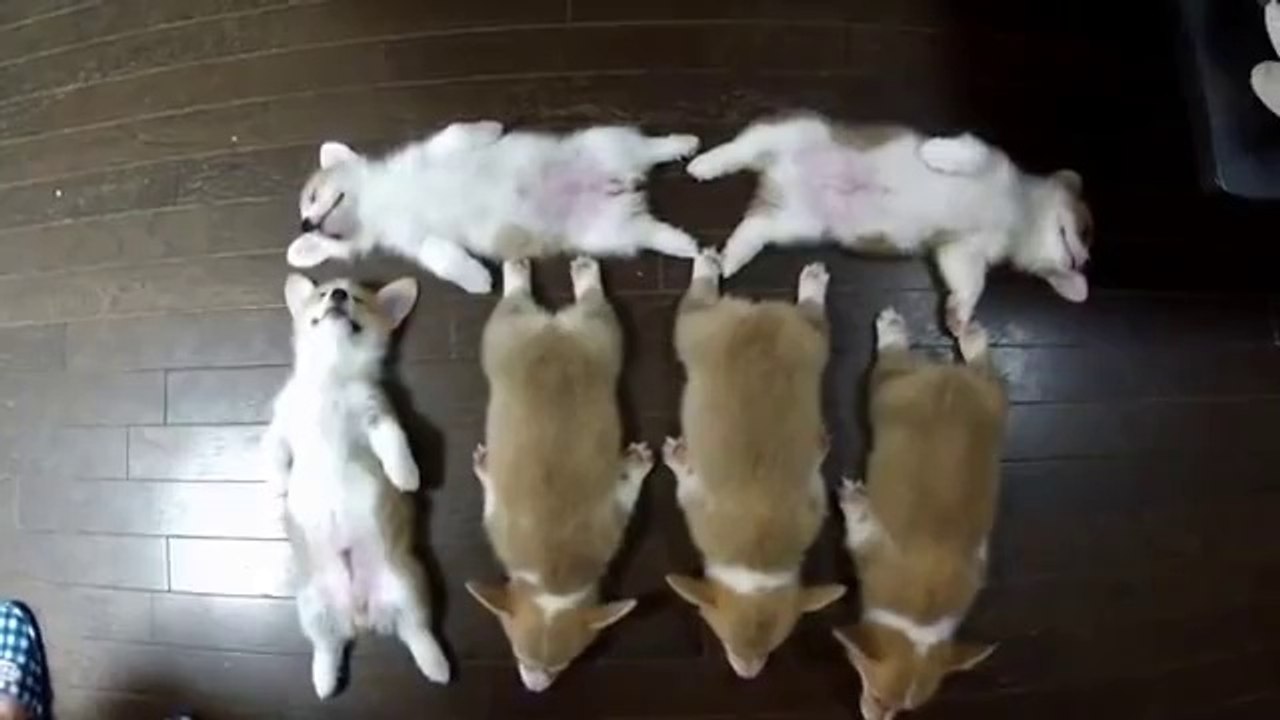 Cuteness Overloaded!