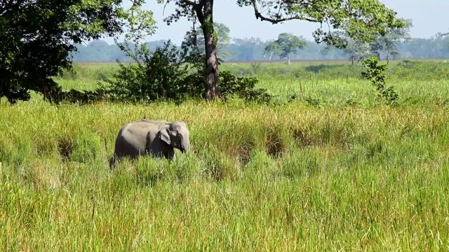 Un homme a planté des arbres pendant des années et créé un foret immense!