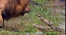 Lion Intimidates Crocodile!