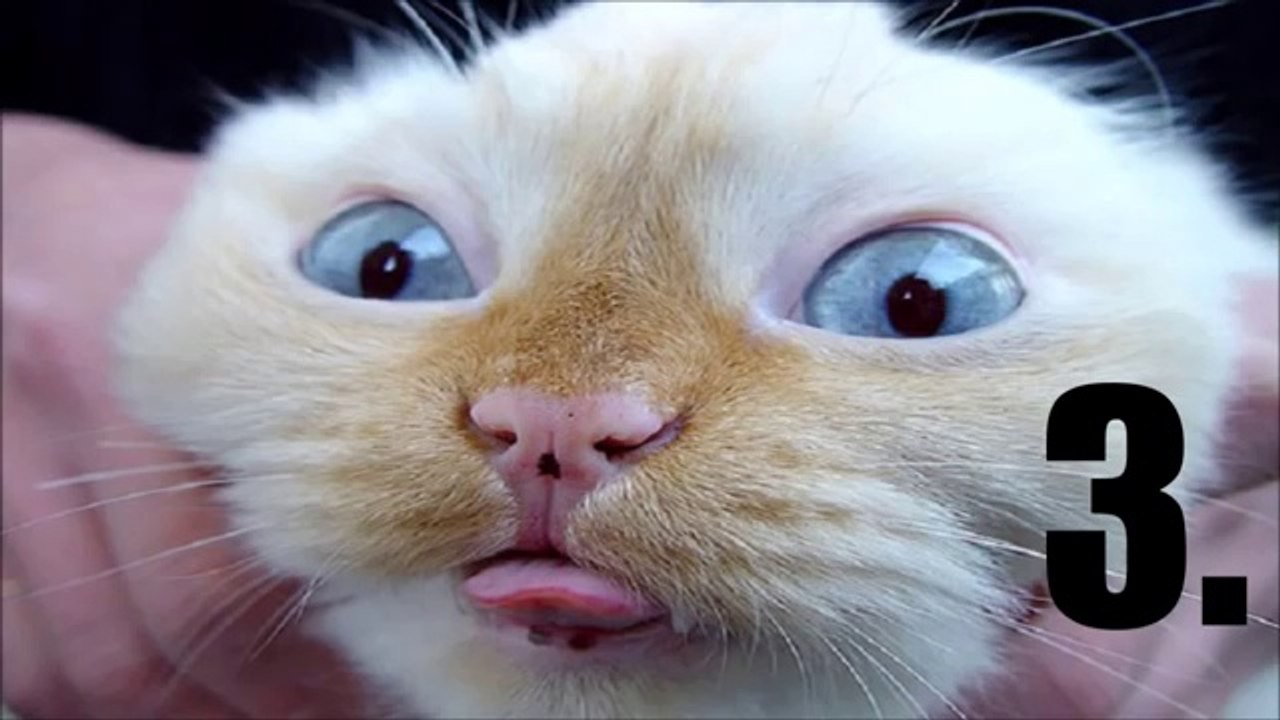 TOP 5 CAT VIDEOS