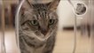 High-Tech Cat Feeder Uses Facial Recognition Software and Surveillance Cameras