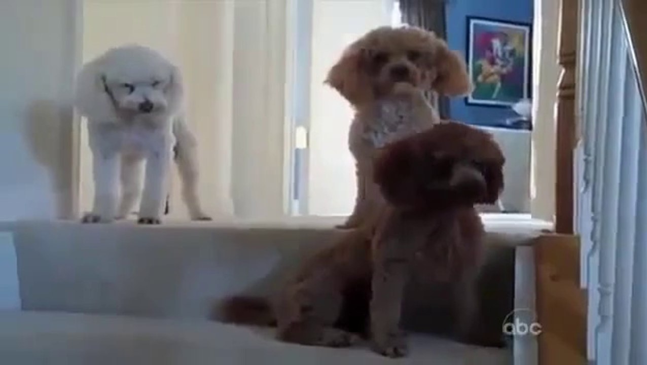 Viral Videos
