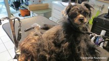 Shelter Dog With Severely Matted Fur Gets Astonishing Makeover