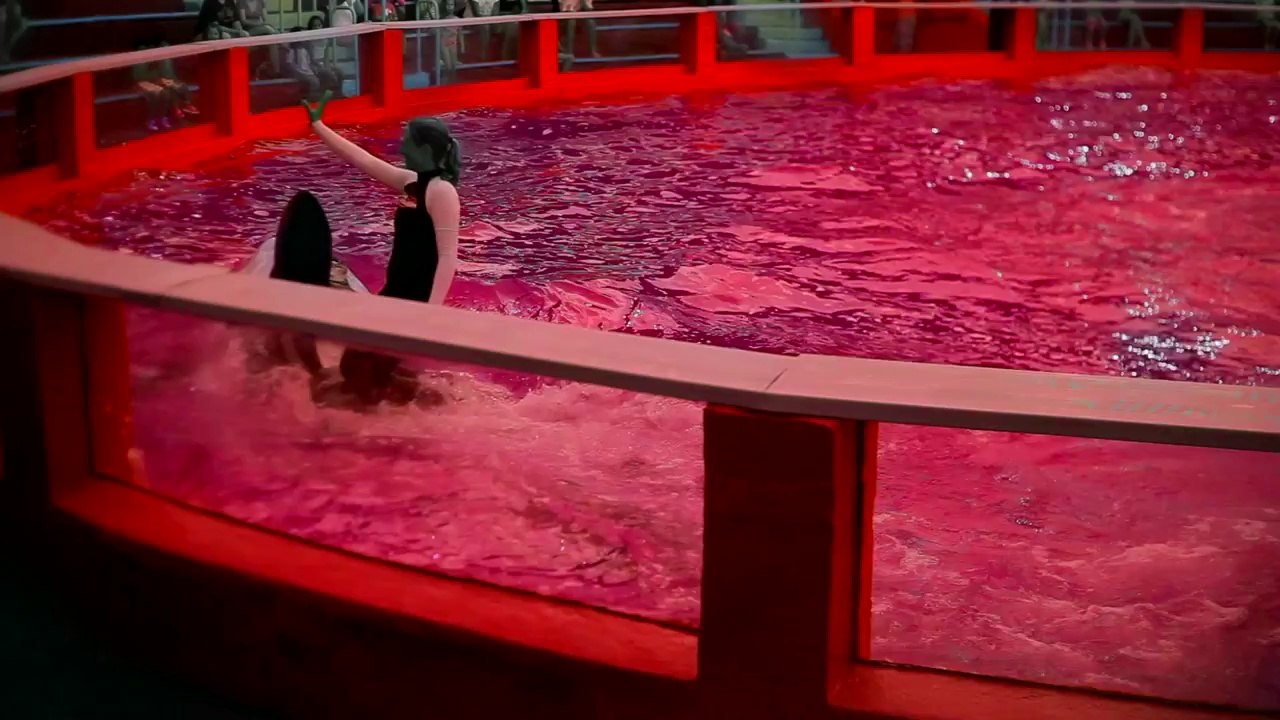 Sir Michael Rocks - Fck SeaWorld (Official video)