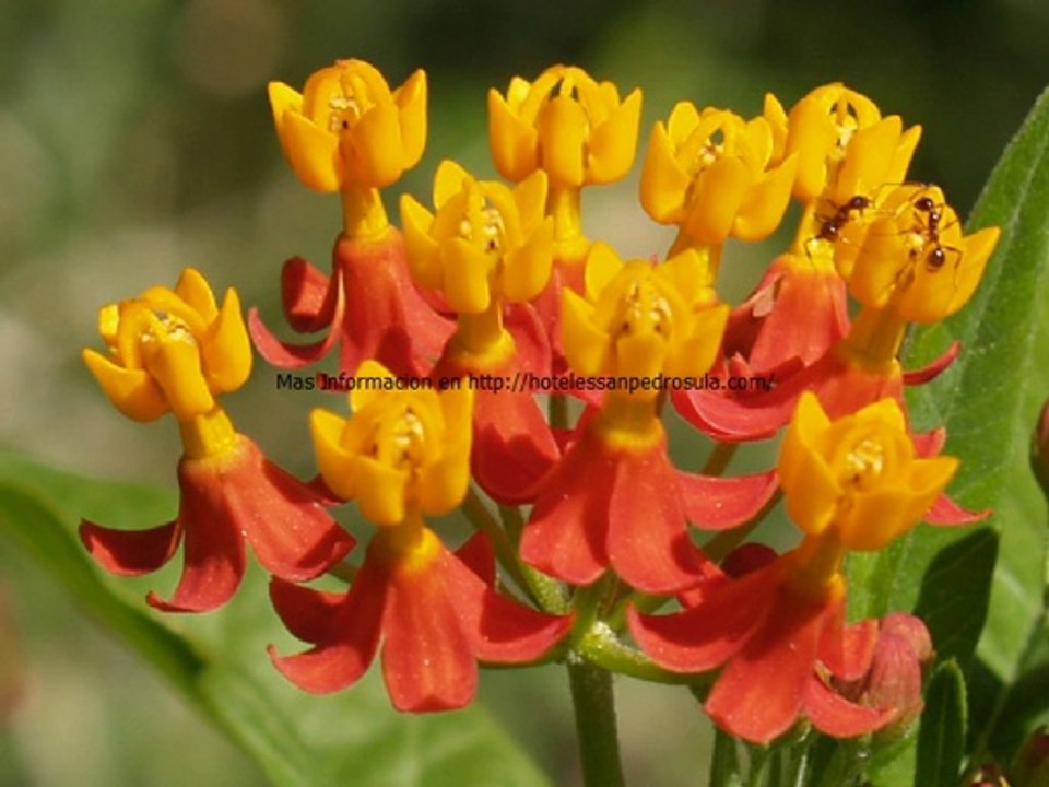 Hoteles San Pedro Sula es un Portal Web en donde encuentras los mejores Hoteles de Honduras