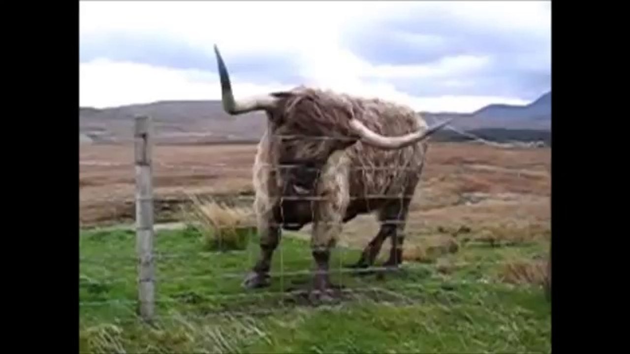 TOP 5 DANCING ANIMALS