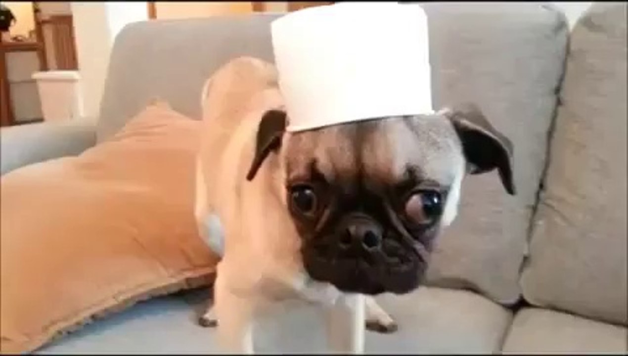Anjing Berwajah Hantu Yang Lucu.HD