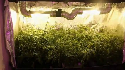 Automated Stealth Growing Kit - SuperCloset Hydrponic Grow System - HD