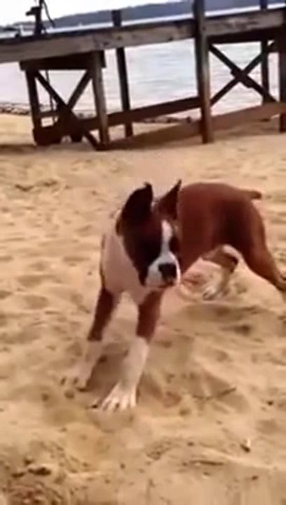 Breaking News of Sexy Funny Animals | Dog Eats Lemon And Goes Crazy - Funny Videos at Videobash