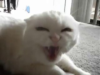 Don't Pet this Kitty! FINAL CUT