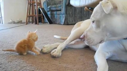 Cute kitten with pitbull