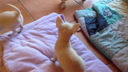 Les bébés 2 mois. Domaine de Peyrazet