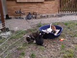 CHIOTS BOXER 5 semaines