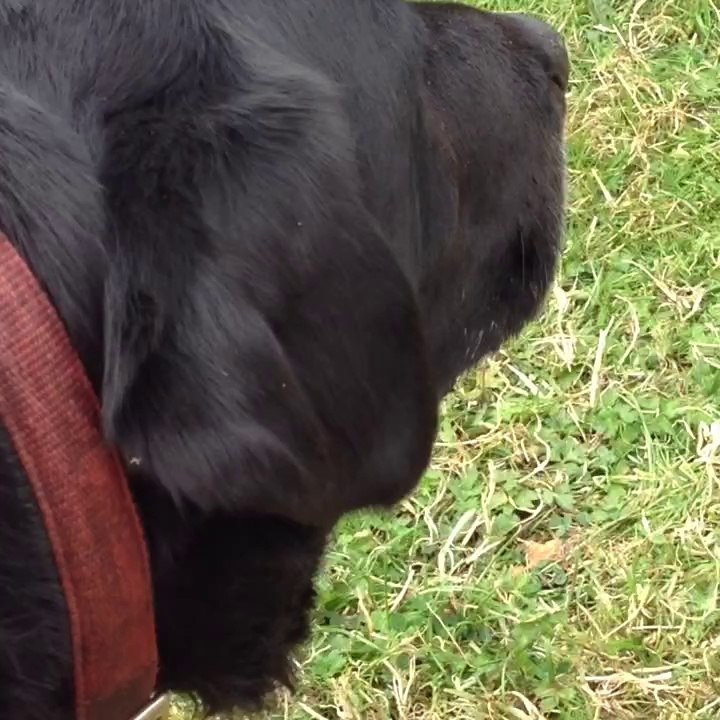 Mayfield animal having sex