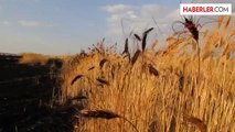 Kopan Elektrik Teli, 25 Dönüm Buğday Tarlasını Yaktı